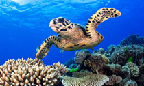 turtle_230714