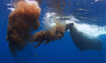 whale-poo_160714