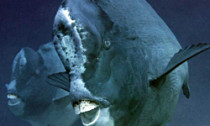 bumphead_040814
