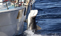 shark-cull_180914