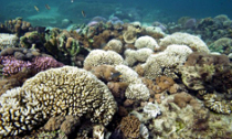 corals_241014