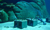 WA scientists measuring coral growth have found temperature stress continues to hamper reef survival
