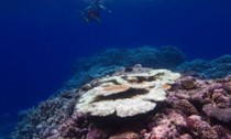 bleaching_201214