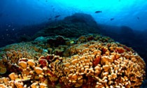 reef_110315