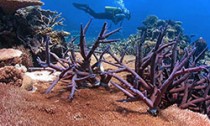 coral-diver_270615
