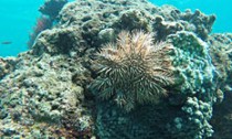 starfish_040615
