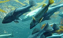 fish_050815