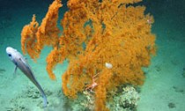 sea fan