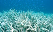 bleach_coral_221115