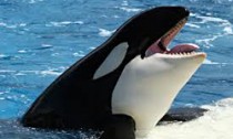 shamu_101115