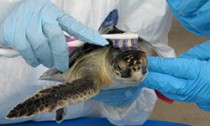 sea-turtle_291215