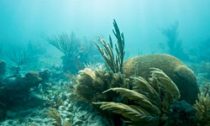florida-reef_030516
