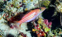 new-species_270716
