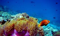 523777-reefs
