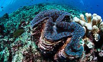 coral-castles_160816