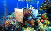 lionfish_260816