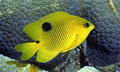 3-spot-damsel_191210