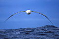 Albatross%20_Southern_Royal_020306