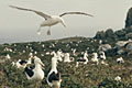 Albatross%20_Southern_Royal_040306