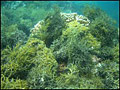 AlienAlgae1_130406
