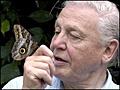 Attenborough_260506