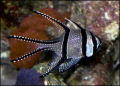 CardinalFish_110107