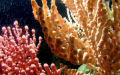 ColdWaterCoral_100107