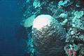 CoralBleaching_010506