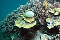 CoralReef_230306