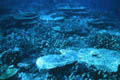 Coral_04012005