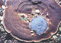 Deepest%20coral_04012005