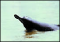 Dolphin_blind_indus_100406