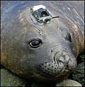 ElephabntSealTagged_0306