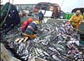 Fishing_21022005