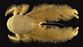 FurryLobster_120306