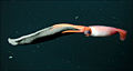Gonatus%20onyx%20_001205
