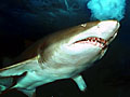 GreyNurseShark_160206