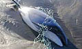HectorsDolphin_140107