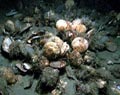 Horse_mussel_17012005
