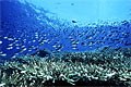 IndoReef_230609