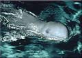 Irawady-dolphin_030805