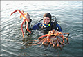 KingCrab_100806