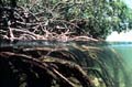 Mangroves_08012005