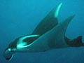 Manta_160806