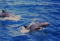 MelonHeadedWhale_010406