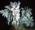 New_coral_18022005