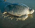 OilSpill_200806