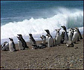 Penguins_050207