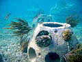 ReefBall_120405
