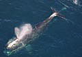 Rightwhale_0202005